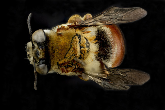 Обои картинки фото животные, насекомые, насекомое, макросъемка