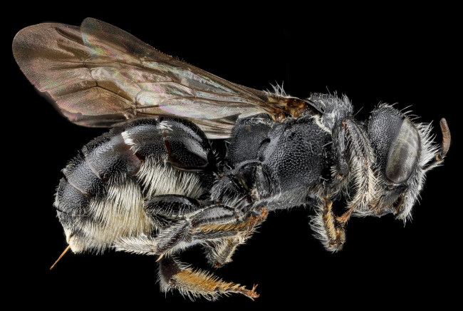 Обои картинки фото животные, насекомые, насекомое, макросъемка