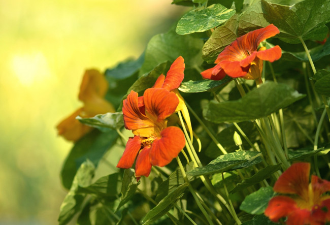 Обои картинки фото цветы, настурции, оранж