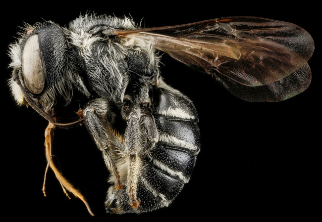 Обои картинки фото животные, насекомые, насекомое, макросъемка