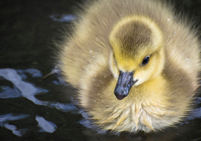 Обои картинки фото животные, гуси, птенец