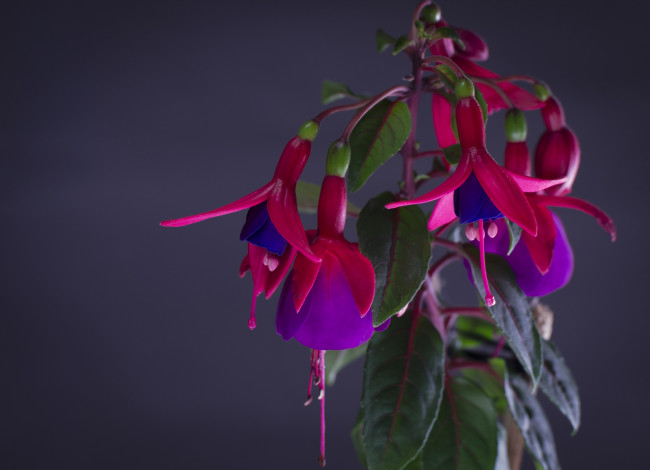 Обои картинки фото цветы, фуксия, макро