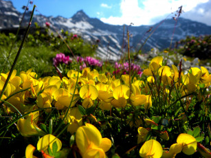Картинка цветы луговые+ полевые +цветы желтые луг макро