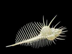 Картинка разное ракушки +кораллы +декоративные+и+spa-камни чёрный фон ракушка