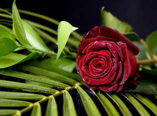 Картинка цветы розы листья бутон роза