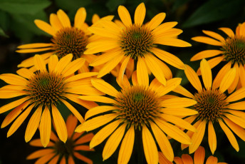 Картинка цветы эхинацея жёлтые макро