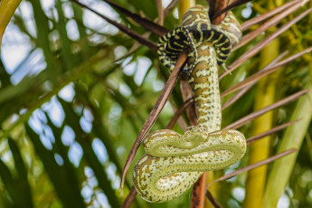 Картинка животные змеи +питоны +кобры ромбический питон змея ковровая макро