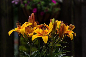 Картинка цветы лилии +лилейники