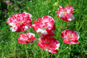 Картинка цветы маки яркие