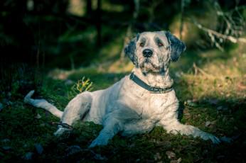 Картинка животные собаки пес