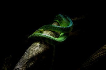 Картинка животные змеи +питоны +кобры змея зеленая