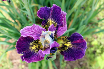 Картинка цветы ирисы макро