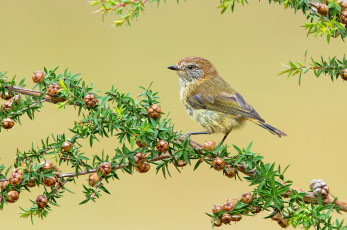 Картинка striated+thornbill животные птицы птичка
