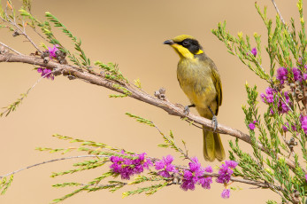 Картинка yellow-tufted+honeyeater животные птицы птичка