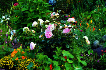 Картинка цветы разные+вместе клумба