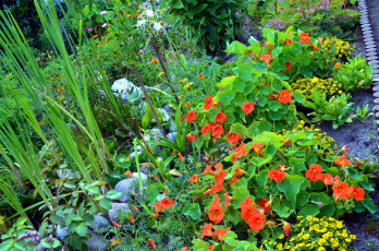 Картинка цветы разные+вместе клумба настурция