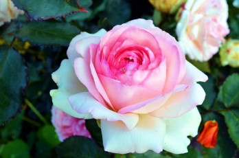 Картинка цветы розы макро