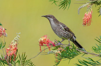 Картинка little+wattlebird животные птицы птичка