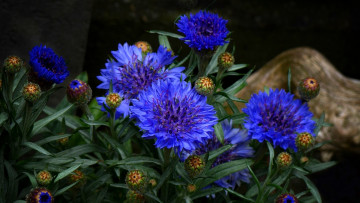 Картинка цветы васильки макро бутончики