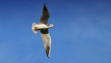 Картинка животные Чайки +бакланы +крачки чайка полет птица