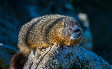 Картинка животные суслики +сурки зверёк сурок