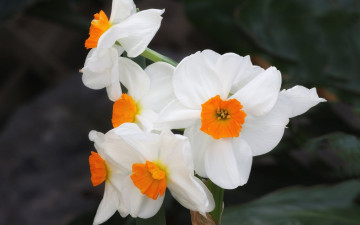 Картинка цветы нарциссы фон лепестки