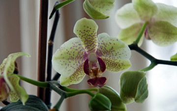 Картинка цветы орхидеи экзотика