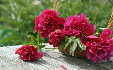 Картинка цветы пионы бутоны корзина