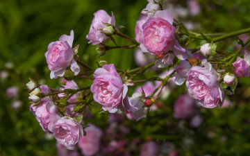 Картинка цветы розы роза ветка бутоны