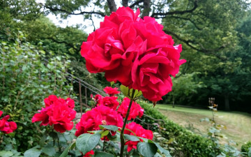 Картинка цветы розы розовый