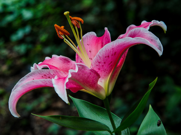 Обои картинки фото цветы, лилии,  лилейники, лепестки, розовая, лилия, макро