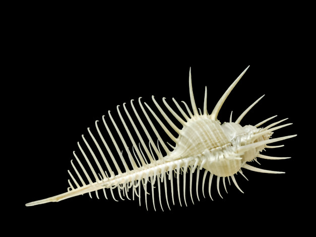 Обои картинки фото разное, ракушки,  кораллы,  декоративные и spa-камни, чёрный, фон, ракушка