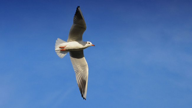 Обои картинки фото животные, Чайки,  бакланы,  крачки, чайка, полет, птица