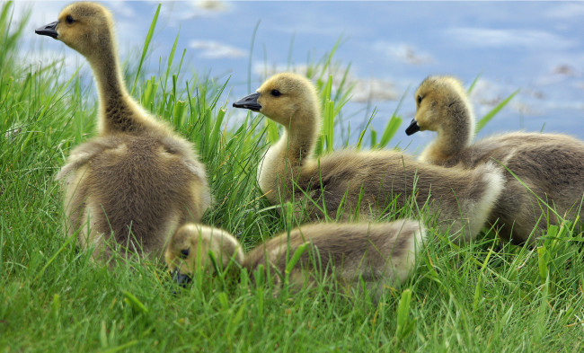 Обои картинки фото животные, гуси, гусята, трава, луг