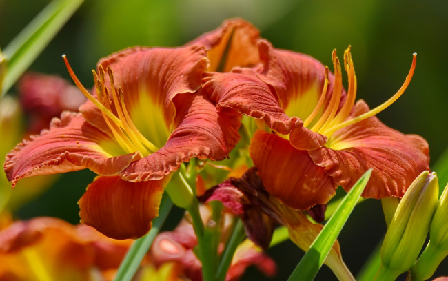 Обои картинки фото цветы, лилии,  лилейники, лепестки, бутоны, макро