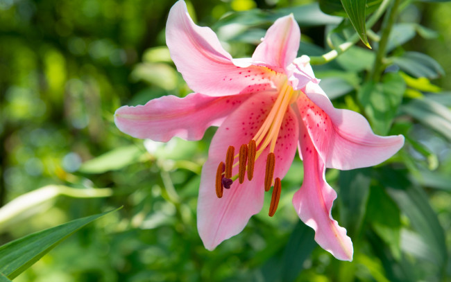 Обои картинки фото цветы, лилии,  лилейники, лилия, лепестки, макро