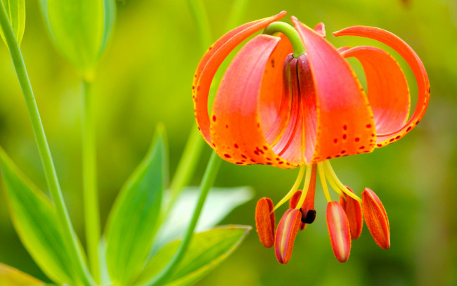 Обои картинки фото цветы, лилии,  лилейники, макро, лилия, тигровая