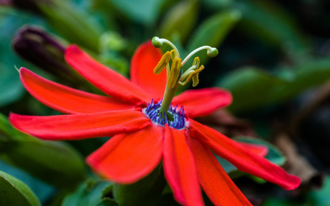 Обои картинки фото цветы, пассифлора, макро, цветок