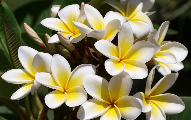 Обои картинки фото цветы, плюмерия, макро, нежно, букер, желтые, былые