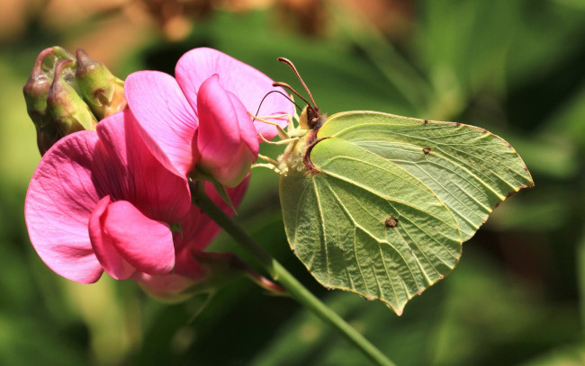 Обои картинки фото животные, бабочки,  мотыльки,  моли, макро, цветок, бабочка, крушинница, лимонница