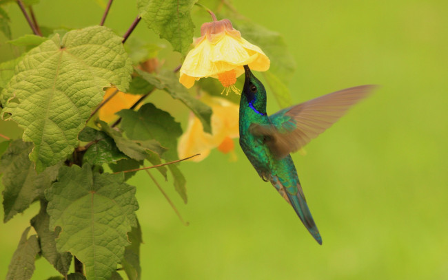 Обои картинки фото животные, колибри, листья, цветок, птица