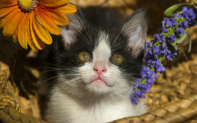 Обои картинки фото животные, коты, цветы, взгляд, мордашка, малыш, котёнок, корзина
