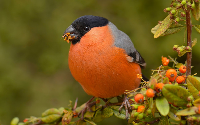 Обои картинки фото животные, снегири, ветки, ягоды, пираканта, птица, снегирь