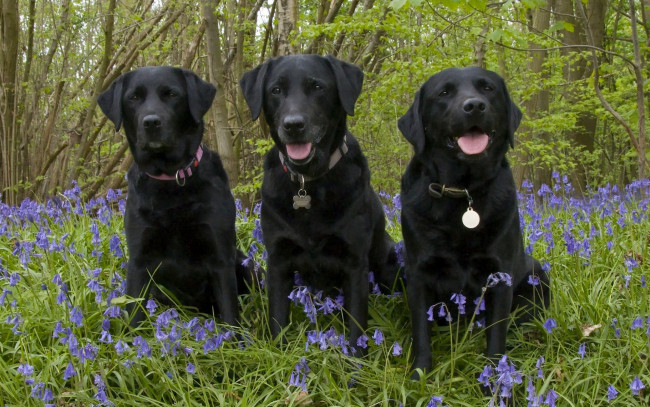 Обои картинки фото животные, собаки, колокольчики, троица, трио, цветы, лес, лабрадор-ретривер