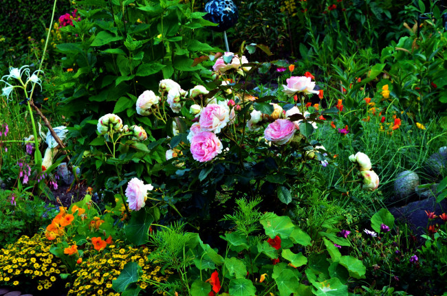 Обои картинки фото цветы, разные вместе, клумба