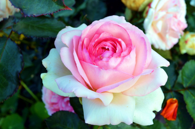 Обои картинки фото цветы, розы, макро