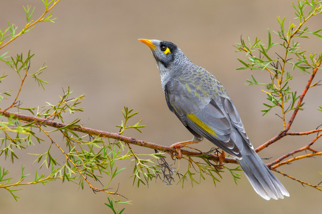 Обои картинки фото noisy miner, животные, птицы, птичка