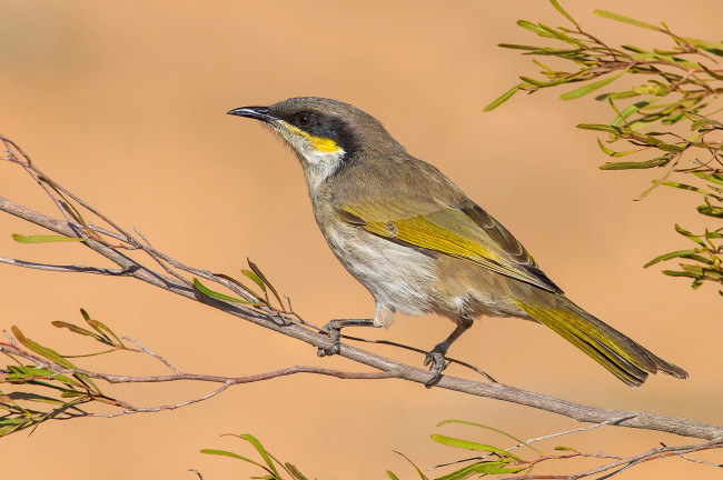 Обои картинки фото singing honeyeater - lichenostomus virescens, животные, птицы, птичка