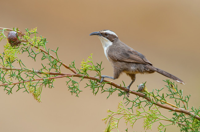 Обои картинки фото white-browed babbler, животные, птицы, птичка