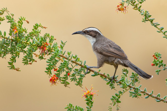Обои картинки фото white-browed babbler, животные, птицы, птичка